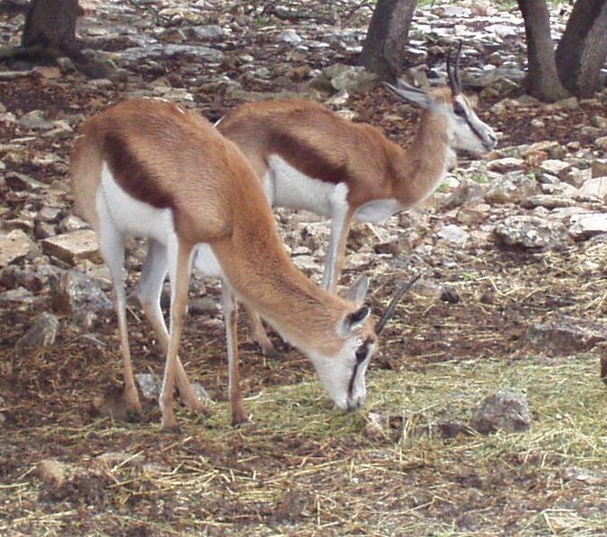 Animals/antelope3.JPG