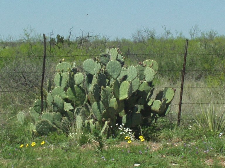 Landscape/Cactus1.JPG